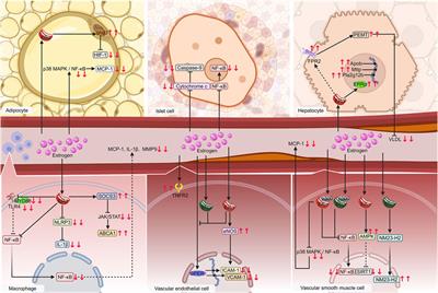 Estrogen: the forgotten player in metaflammation